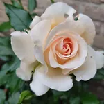 Un Brin De Paradis 