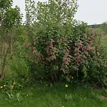 Апартаменты Un Brin De Paradis 