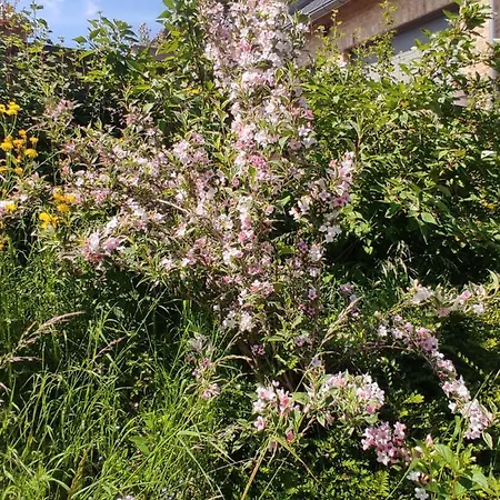 Un Brin De Paradis 