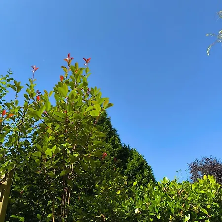 Un Brin De Paradis 